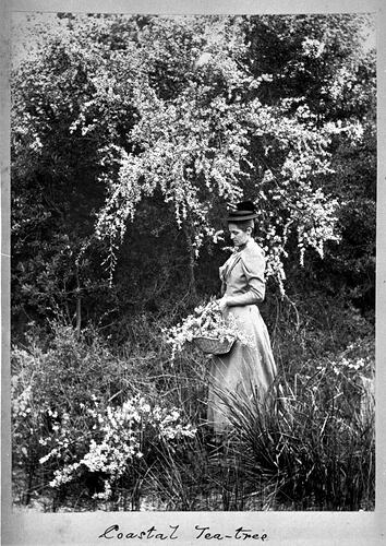 Photograph - Coastal Tea-tree, by A.J. Campbell, Victoria, circa 1890