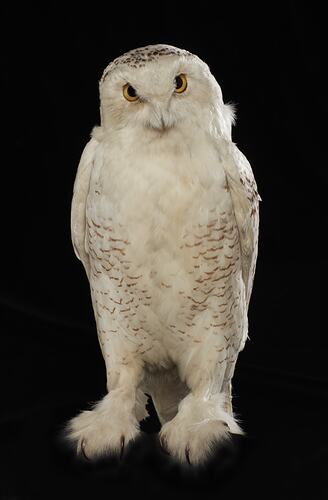 <em>Nyctea scandiaca</em>, Snowy Owl. [B 21611]