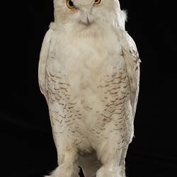 Our Wondrous Planet, Ice: Taxidermy Mount - Snowy Owl, <em>Nyctea scandiaca</em>