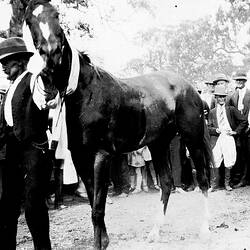 Negative - 'Bieram' Race Horse, Elderslie, Victoria, 1928