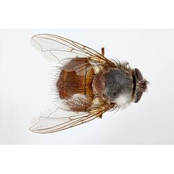 Dorsal view of pinned blowlfy specimen.