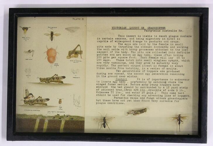 Botanical display box of grasshoppers and locusts.