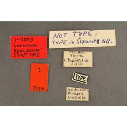 Entomology type specimen labels.