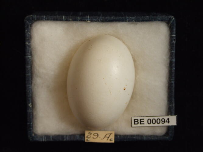 Bird egg with specimen labels in box.