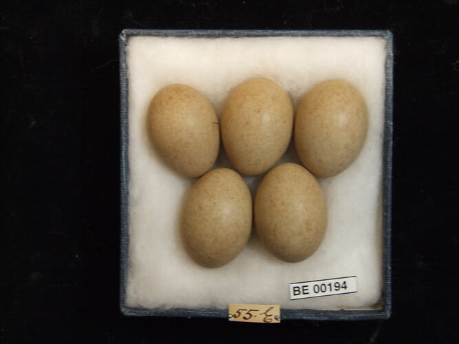 Five bird eggs with specimen labels in box.