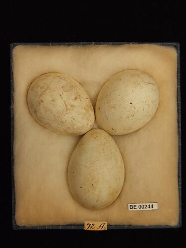 Three bird eggs with specimen labels in box.