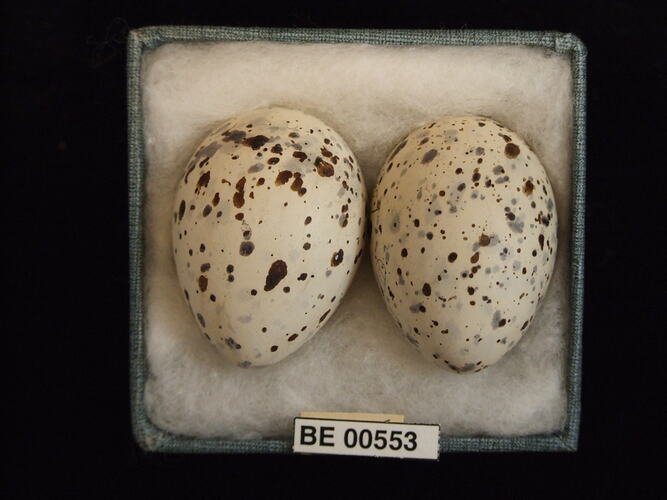 Two bird eggs with specimen labels in box.
