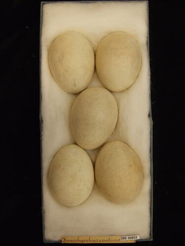 Five bird eggs with specimen labels in box.