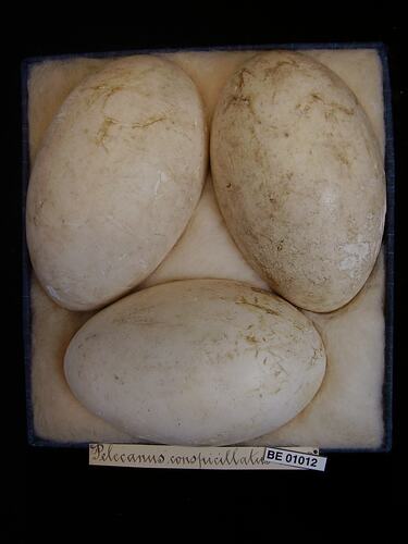 Three bird eggs and specimen label in box.