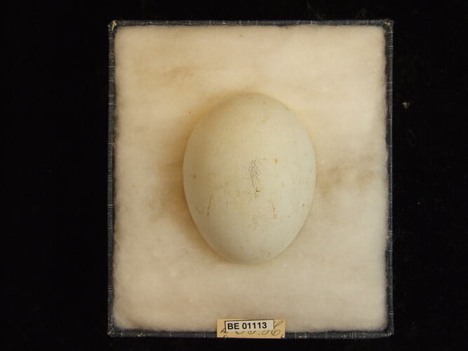 Bird egg with specimen labels in box.
