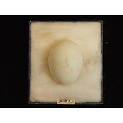 <em>Icthyophaga leucogaster</em>