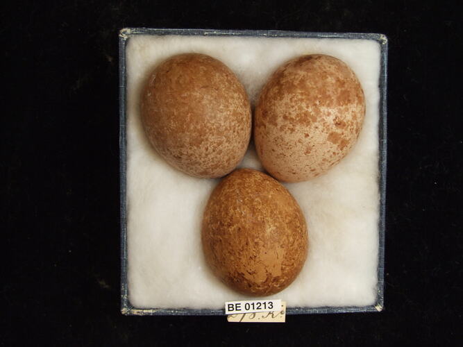 Three bird eggs with specimen labels in box.