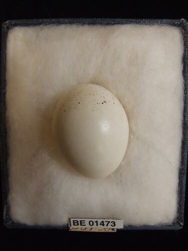 Bird egg with specimen labels in box.