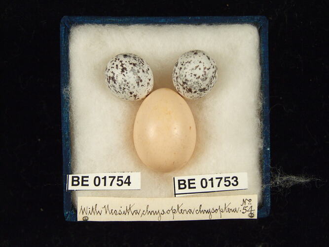 Three bird eggs with specimen labels in box.