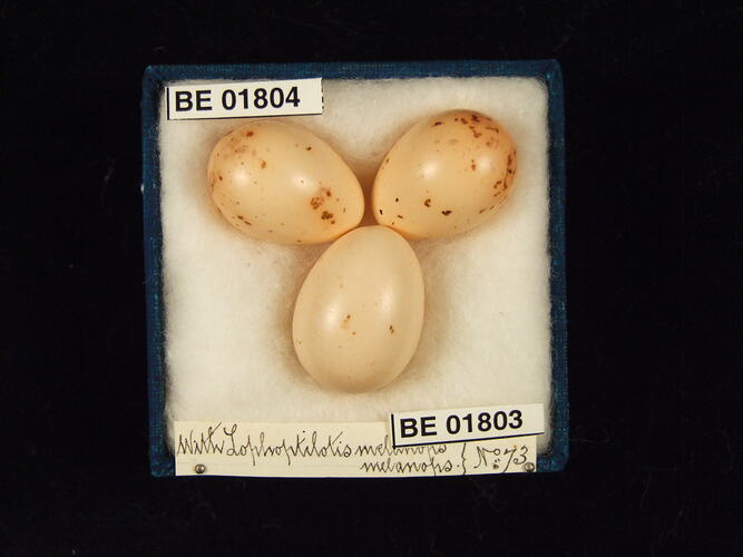 Three bird eggs with specimen labels in box.
