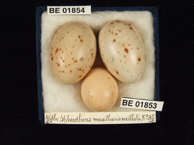 Three bird eggs with specimen labels in box.
