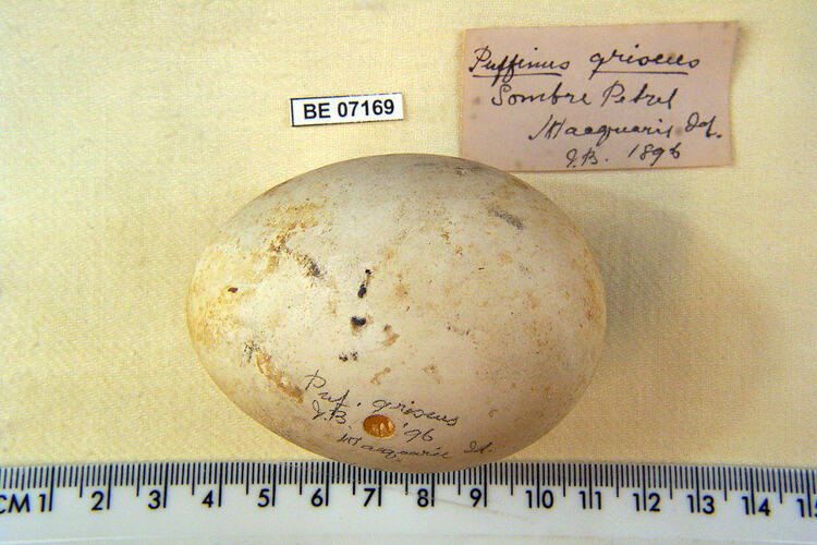 Bird egg with specimen labels beside ruler.