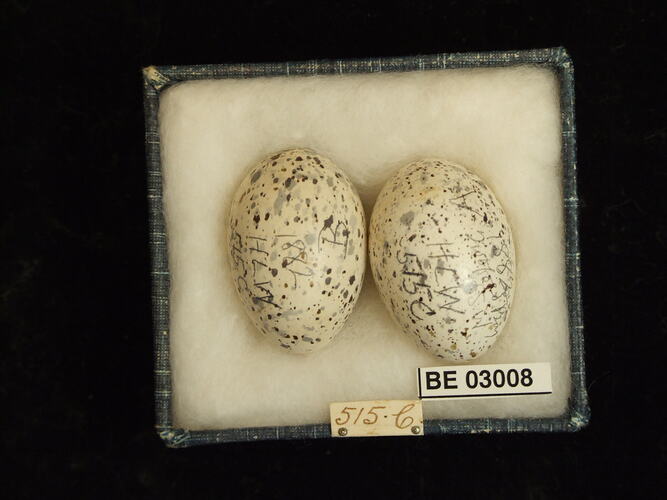 Two bird eggs in box with labels.