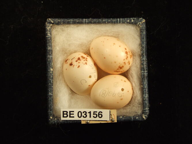 Three bird eggs in box with labels.