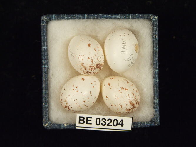 Four bird eggs in box with labels.