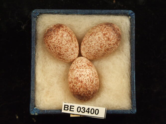 Three bird eggs in box with labels.
