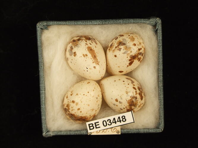 Four bird eggs in box with specimen labels.