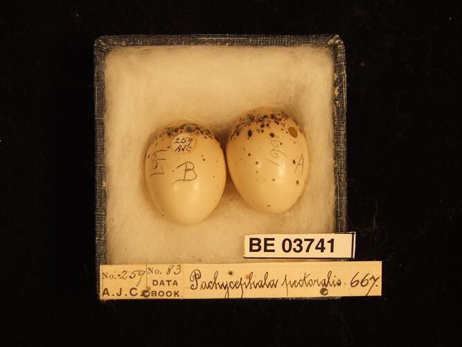 Two bird eggs in box with specimen labels.