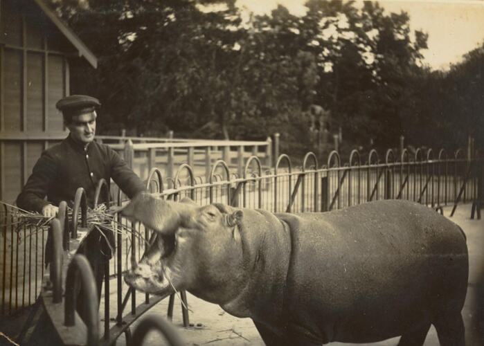 Digital Photograph - Zoo Keeper Feeding Hippopotamus, Melbourne Zoo, Parkville, circa 1920