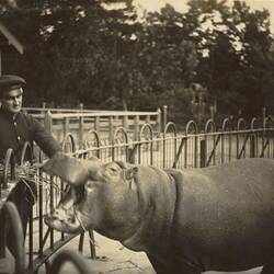 Digital Photograph - Zoo Keeper Feeding Hippopotamus, Melbourne Zoo, Parkville, circa 1920