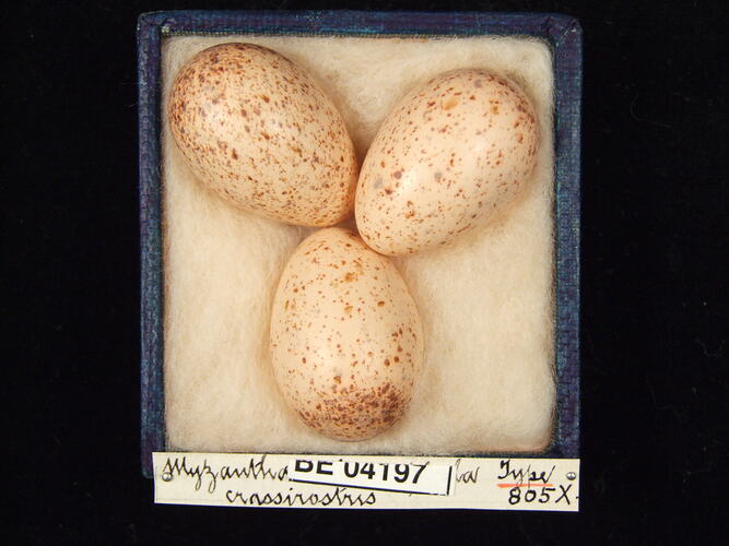 Three bird eggs in box with specimen labels.