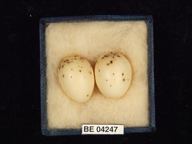 Two bird eggs in box with specimen label.