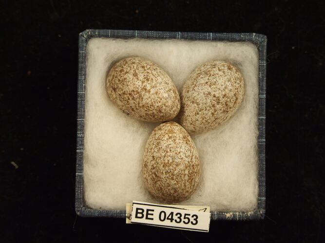 Three bird eggs in box with specimen labels.