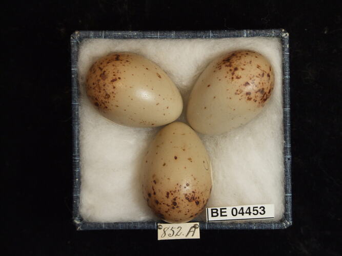 Three bird eggs with specimen labels in box.