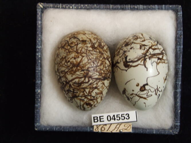 Two bird eggs with specimen labels in box.