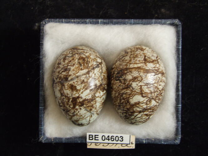 Two bird eggs with specimen labels in box.