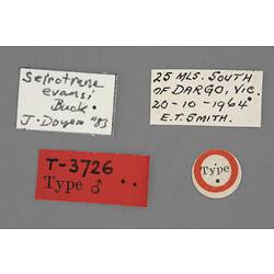 Entomology type specimen labels.