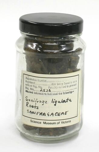 Roots - Saxifraga Ligulatae