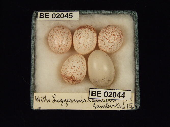 Five bird eggs with specimen labels in box.