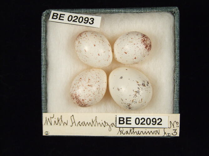 Four bird eggs with specimen labels in box.