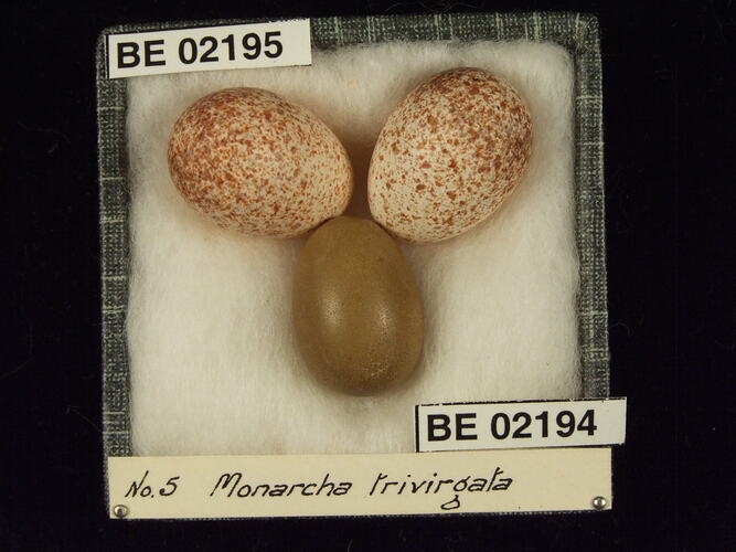 Three bird eggs with specimen labels in box.