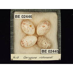 <em>Gerygone mouki richmondi</em>