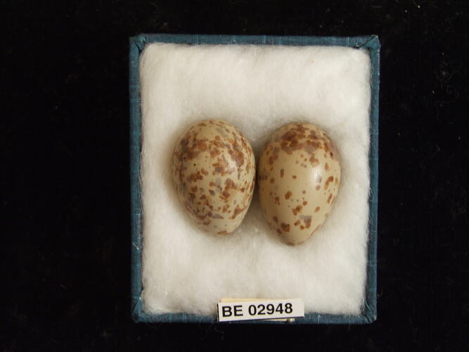 Two bird eggs with specimen label in box.