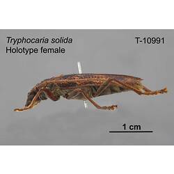 Beetle specimen, female, lateral view.