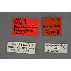 Entomology type specimen labels.