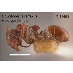Ant specimen, female, lateral view.