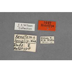 Entomology type specimen labels.