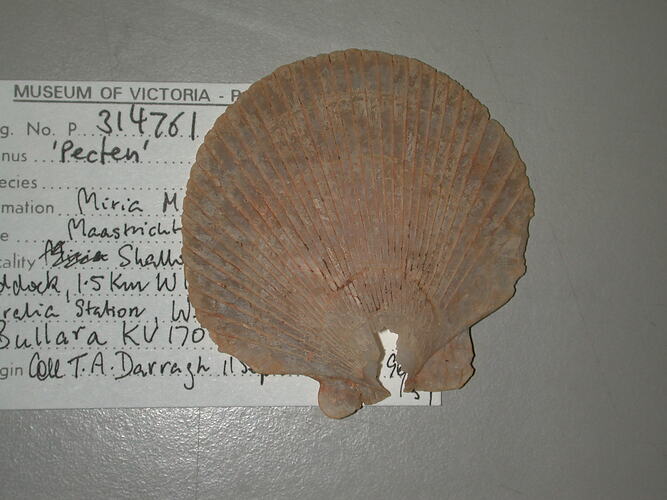 Fossil scallop shell on label.
