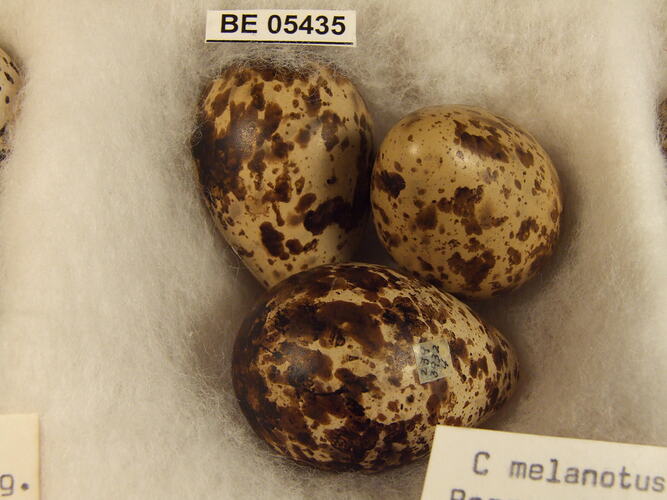 Close up of three bird eggs with specimen labels.