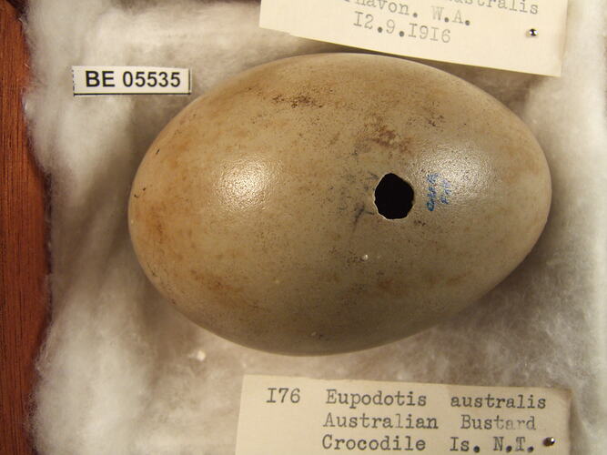 Close up of bird egg and specimen label.