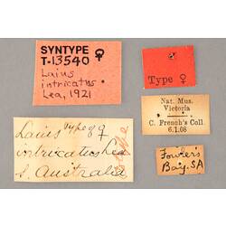 Entomology type specimen labels.